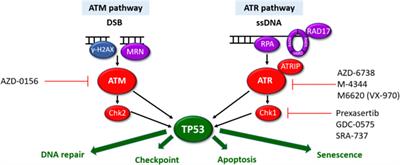 Advances in the understanding and treatment of Cutaneous T-cell Lymphoma